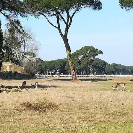 I Levrieri Colombo Torre del Lago Puccini